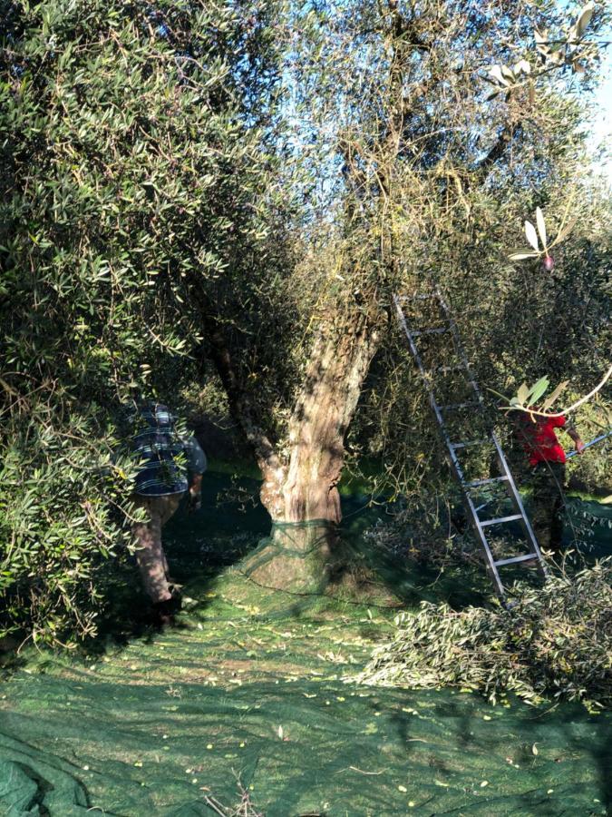 Il Borghetto Andrea Tafi Vendégház Lamporecchio Kültér fotó